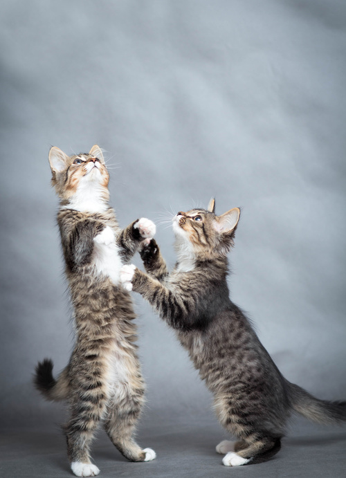 Two kittens standing up Stock Photo
