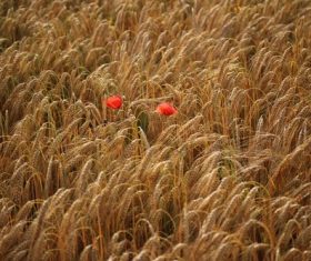 Two red wildflowers in wheat field Stock Photo