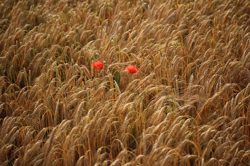 Two red wildflowers in wheat field Stock Photo