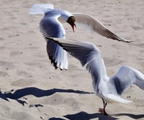 Two seagulls playing on the beach Stock Photo