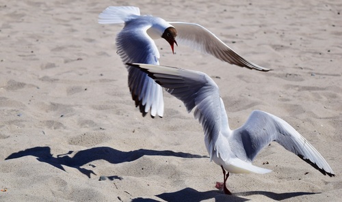 Two seagulls playing on the beach Stock Photo