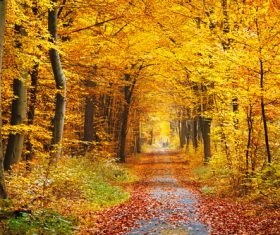 Unmanned trails covered with fallen leaves Stock Photo