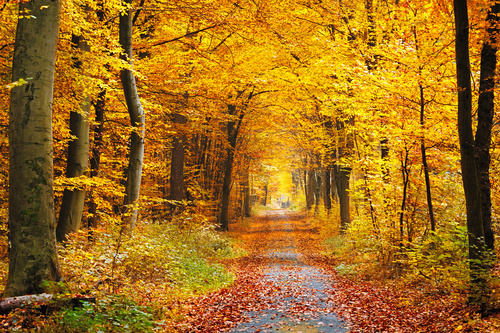 Unmanned trails covered with fallen leaves Stock Photo