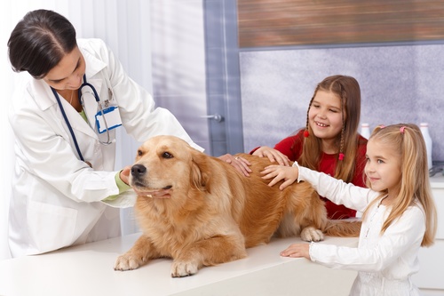 Veterinarian in pet hospital Stock Photo