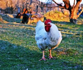 White cock on the farm Stock Photo