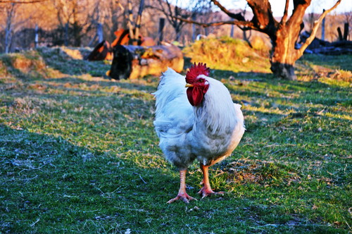 White cock on the farm Stock Photo
