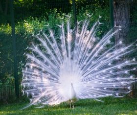 White peacock opening Stock Photo