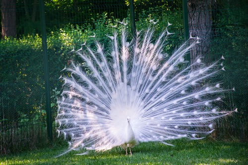 White peacock opening Stock Photo