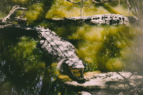 Wild alligator Stock Photo