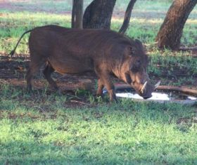 Wild boar Stock Photo