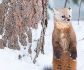 Wild marten Stock Photo