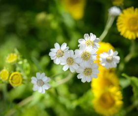 Wild white small daisy flower Stock Photo