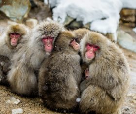 Winter monkey Get together to get warm Stock Photo