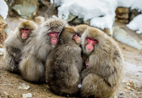 Winter monkey Get together to get warm Stock Photo