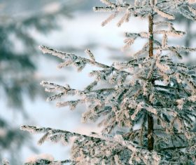 Winter snow scene Stock Photo 03