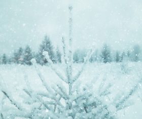 Winter snow scene Stock Photo 04