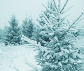 Winter snow scene Stock Photo 10