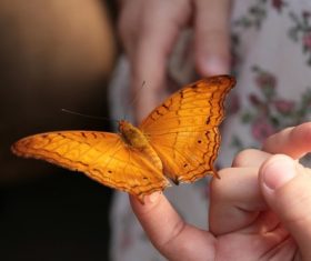 Yellow butterfly on the finger Stock Photo