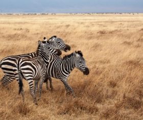 Zebra on the prairie Stock Photo 01