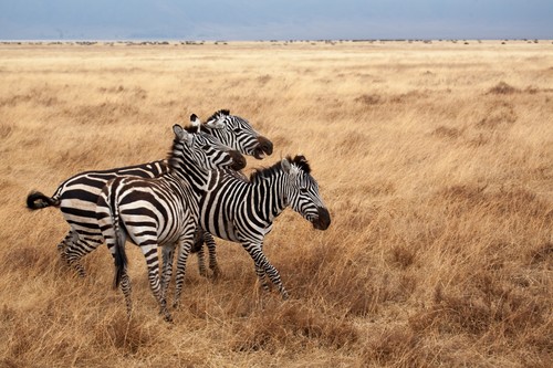 Zebra on the prairie Stock Photo 01