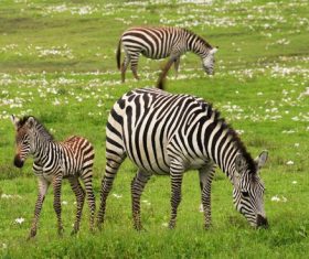 Zebra on the prairie Stock Photo 02