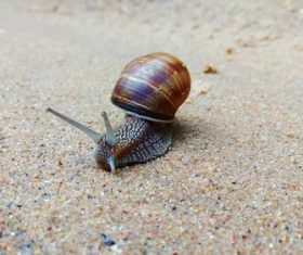 a slow crawling snail Stock Photo