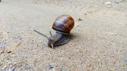 a slow crawling snail Stock Photo