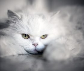 a white cat Stock Photo