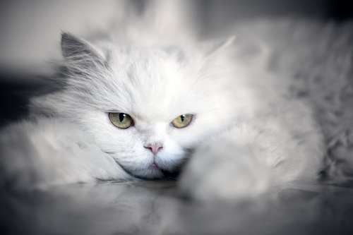 a white cat Stock Photo