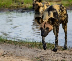 hyena Stock Photo
