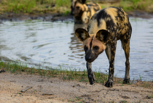 hyena Stock Photo