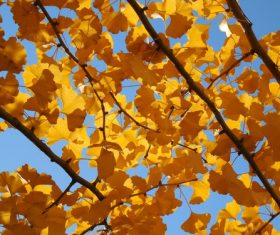 Autumn yellow ginkgo leaves Stock Photo 01