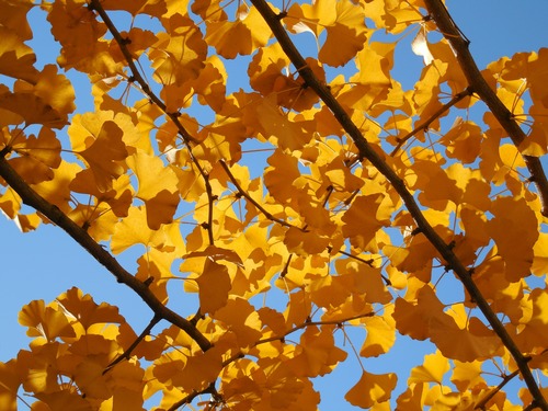 Autumn yellow ginkgo leaves Stock Photo 01