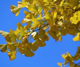 Autumn yellow ginkgo leaves Stock Photo 02