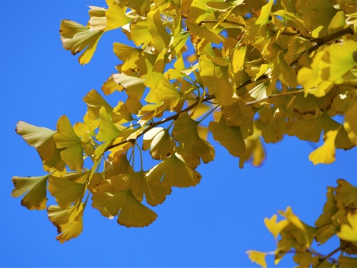 Autumn yellow ginkgo leaves Stock Photo 02