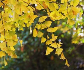 Autumn yellow ginkgo leaves Stock Photo 03