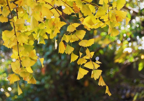 Autumn yellow ginkgo leaves Stock Photo 03