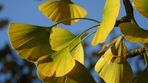 Autumn yellow ginkgo leaves Stock Photo 04