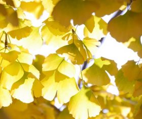 Autumn yellow ginkgo leaves Stock Photo 05