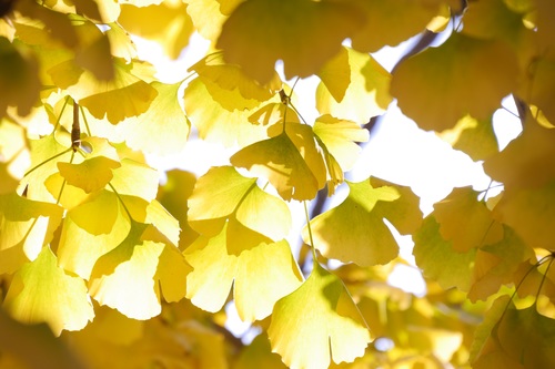 Autumn yellow ginkgo leaves Stock Photo 05