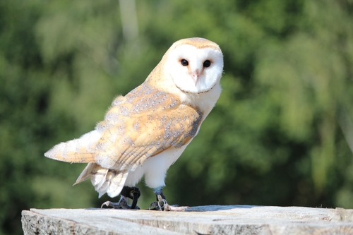 Barn owl Stock Photo 01