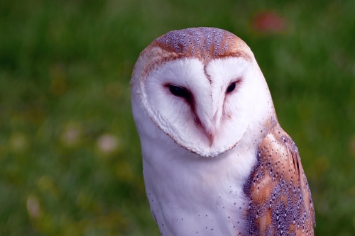 Barn owl Stock Photo 03