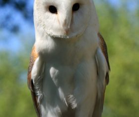Barn owl Stock Photo 04
