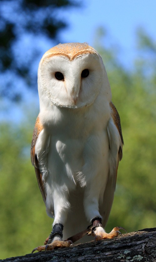 Barn owl Stock Photo 04