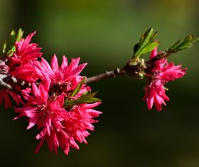 Beautiful chrysanthemum peach Stock Photo 01