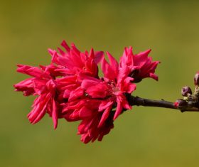 Beautiful chrysanthemum peach Stock Photo 02