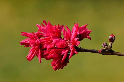 Beautiful chrysanthemum peach Stock Photo 02