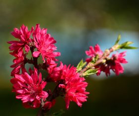 Beautiful chrysanthemum peach Stock Photo 03
