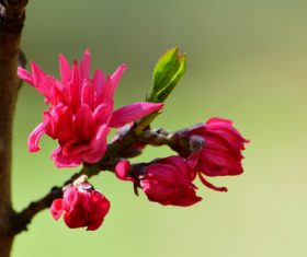 Beautiful chrysanthemum peach Stock Photo 04