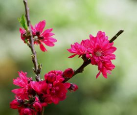 Beautiful chrysanthemum peach Stock Photo 05